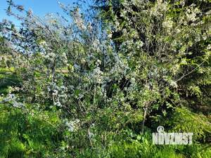 Дом 45м², 1-этажный, участок 12 сот.