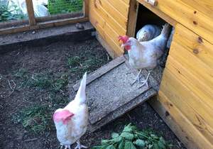 Дом 77м², 2-этажный, участок 5 сот.