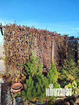 Дом 45м&sup2;, 1-этажный, участок 4 сот.  