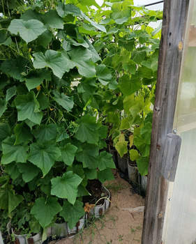 Дом 70м&sup2;, 2-этажный, участок 7 сот.  