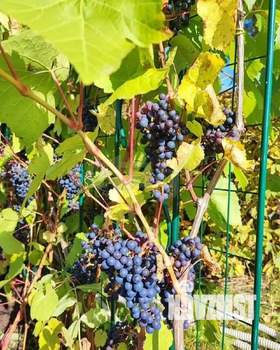 Дом 25м&sup2;, 2-этажный, участок 8 сот.  