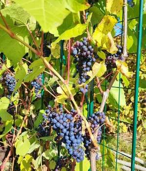 Дом 25м&sup2;, 2-этажный, участок 8 сот.  