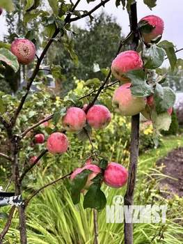 Дом 25м&sup2;, 2-этажный, участок 8 сот.  