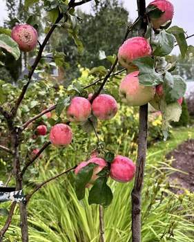 Дом 25м&sup2;, 2-этажный, участок 8 сот.  