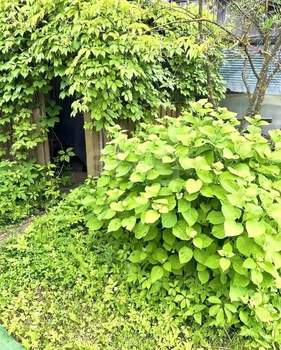 Дом 20м&sup2;, 2-этажный, участок 4 сот.  