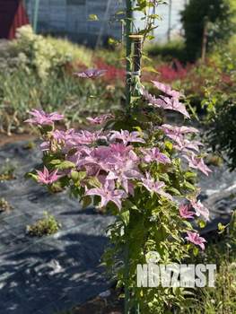 Дом 38м&sup2;, 2-этажный, участок 12 сот.  