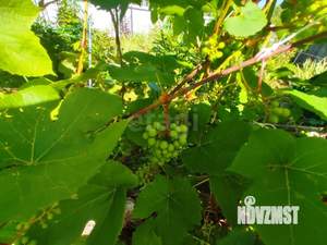 Дом 45м&sup2;, 2-этажный, участок 14 сот.  