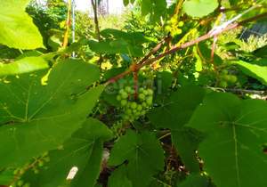 Дом 45м&sup2;, 2-этажный, участок 14 сот.  