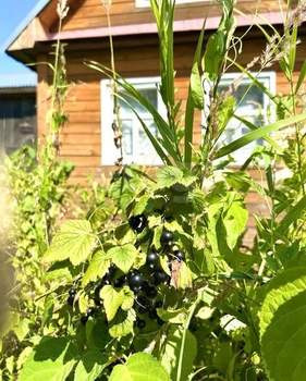 Дом 20м&sup2;, 2-этажный, участок 4 сот.  