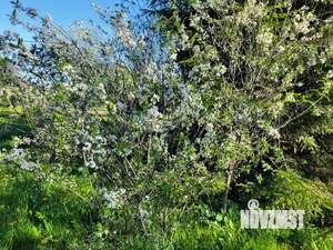 Дом 45м&sup2;, 1-этажный, участок 12 сот.  