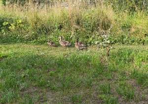 1-к квартира, вторичка, 34м2, 9/9 этаж